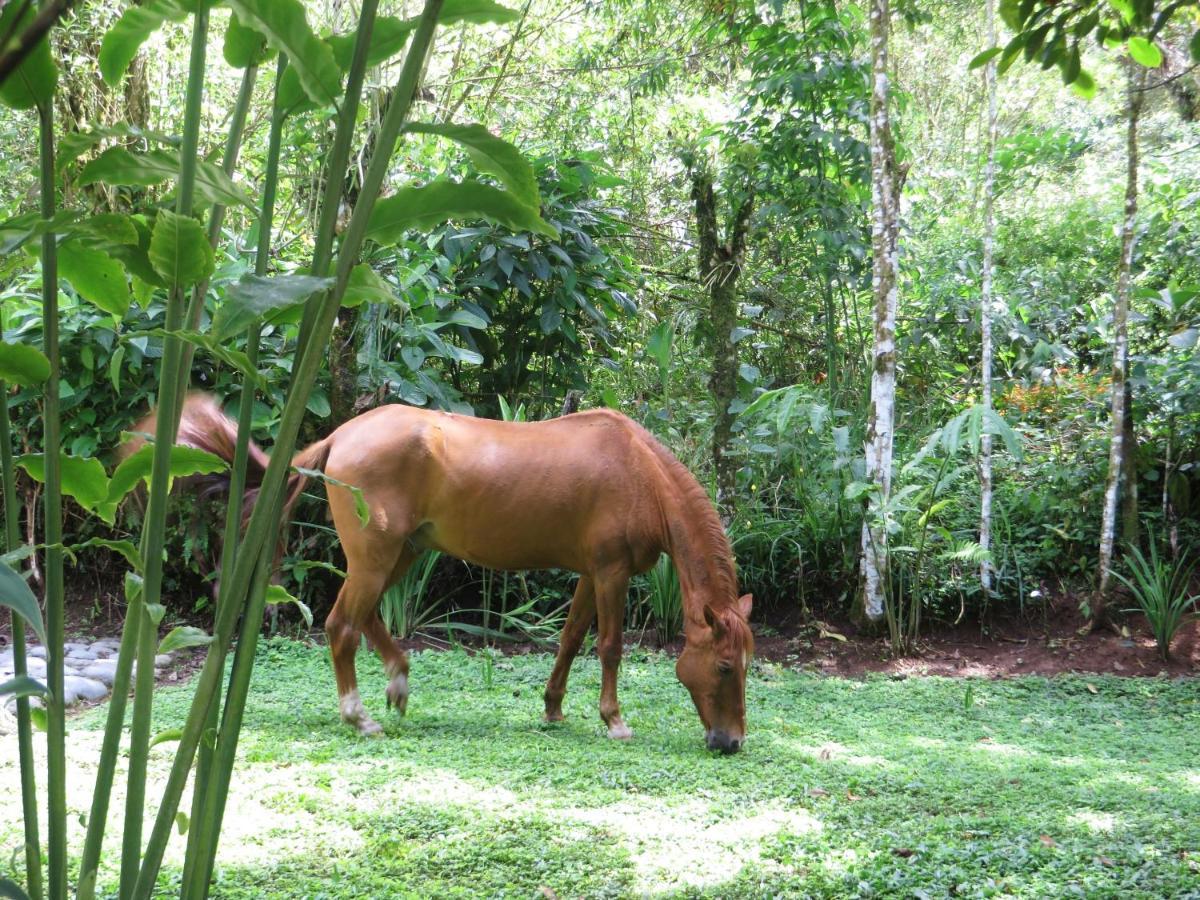 Mindo Eco Chalet Con Rio Y Cascada エクステリア 写真