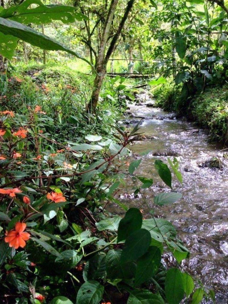 Mindo Eco Chalet Con Rio Y Cascada エクステリア 写真