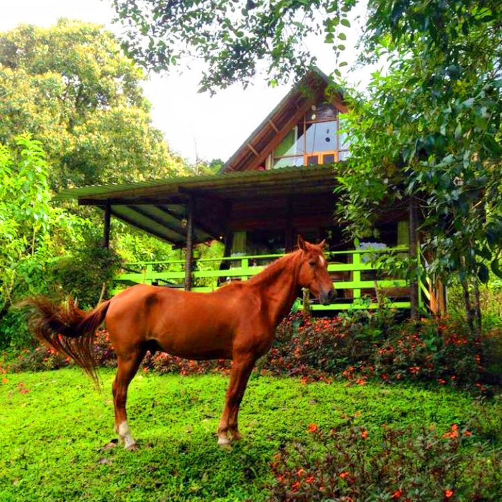 Mindo Eco Chalet Con Rio Y Cascada エクステリア 写真